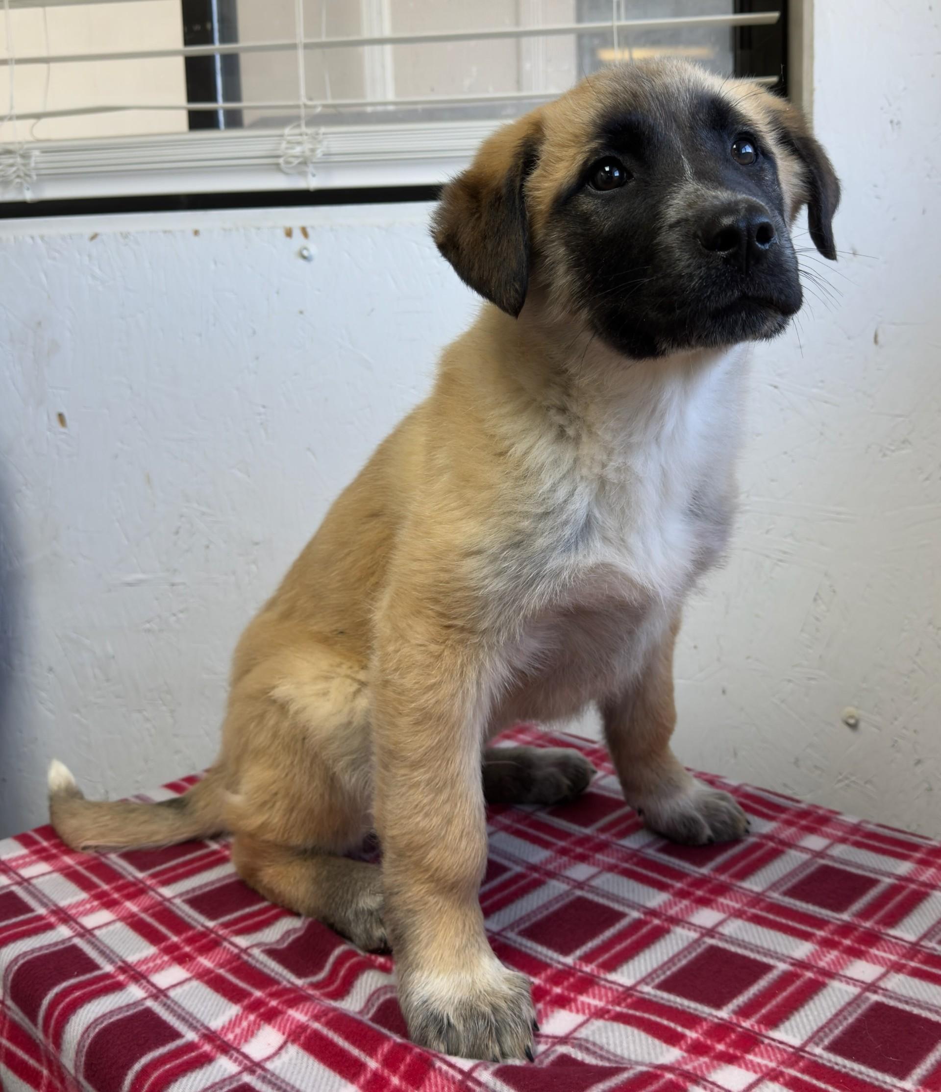 Enlarge 60122248, a ADOPTABLE Shepherd in Elko, NV image 1/1