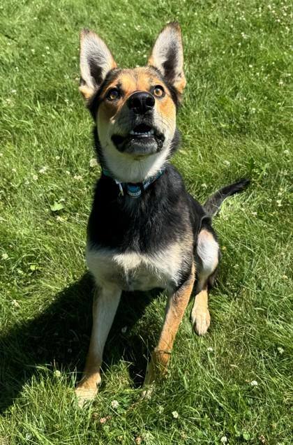 Enlarge Carhartt, a ADOPTABLE mixed breed in Willmar, MN image 1/1