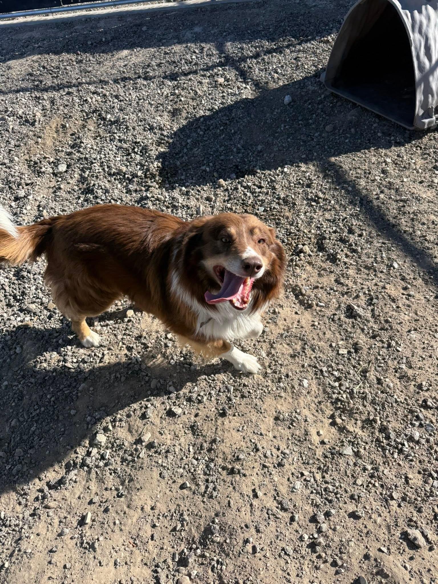 Cocoa, a ADOPTABLE mixed breed in Rawlins, WY image 2/2