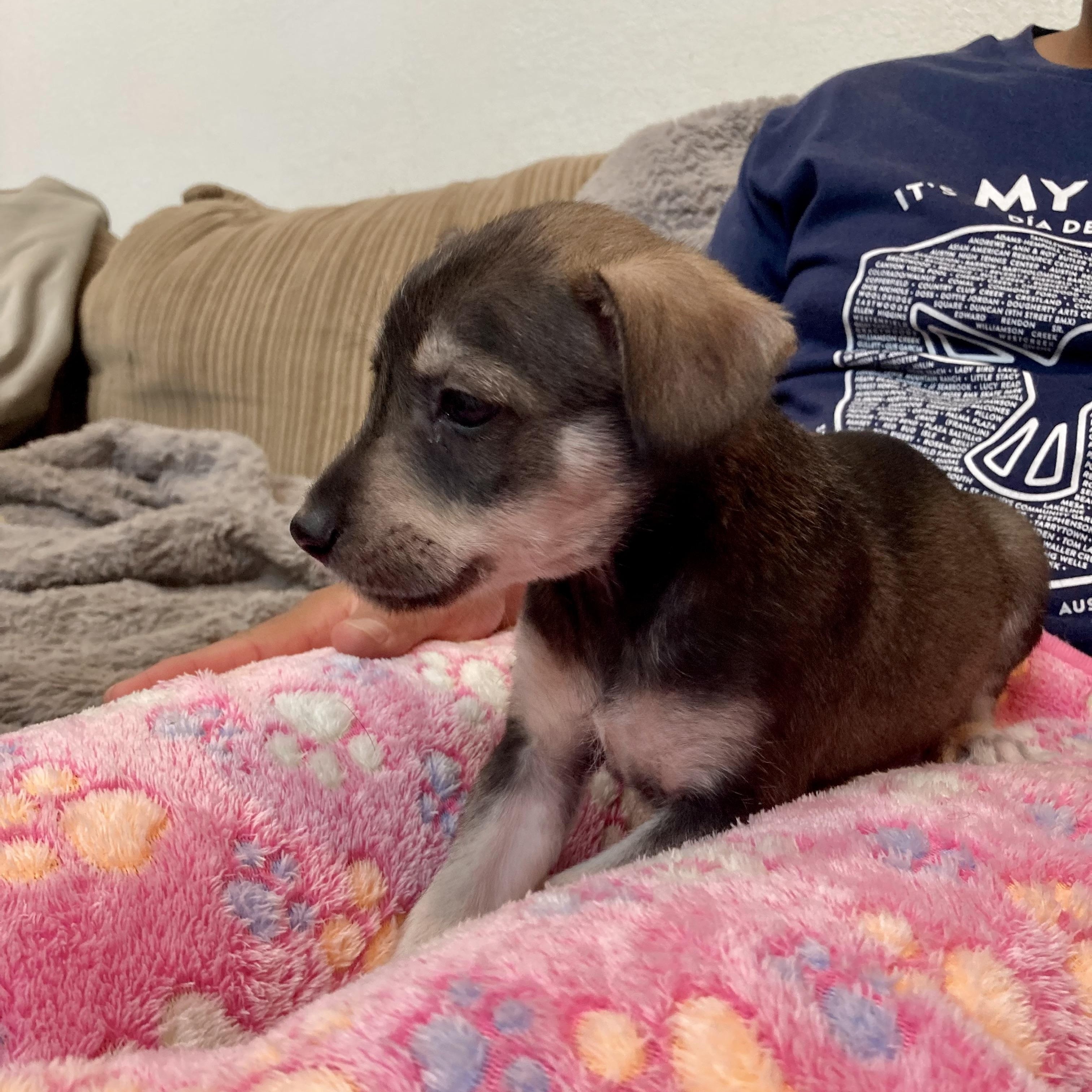 Woody — thumbnail 4