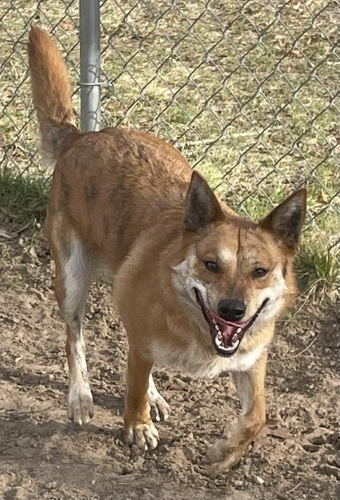 Enlarge Jobi, a Adoptable mixed breed in Kalamazoo, MI image 2/6