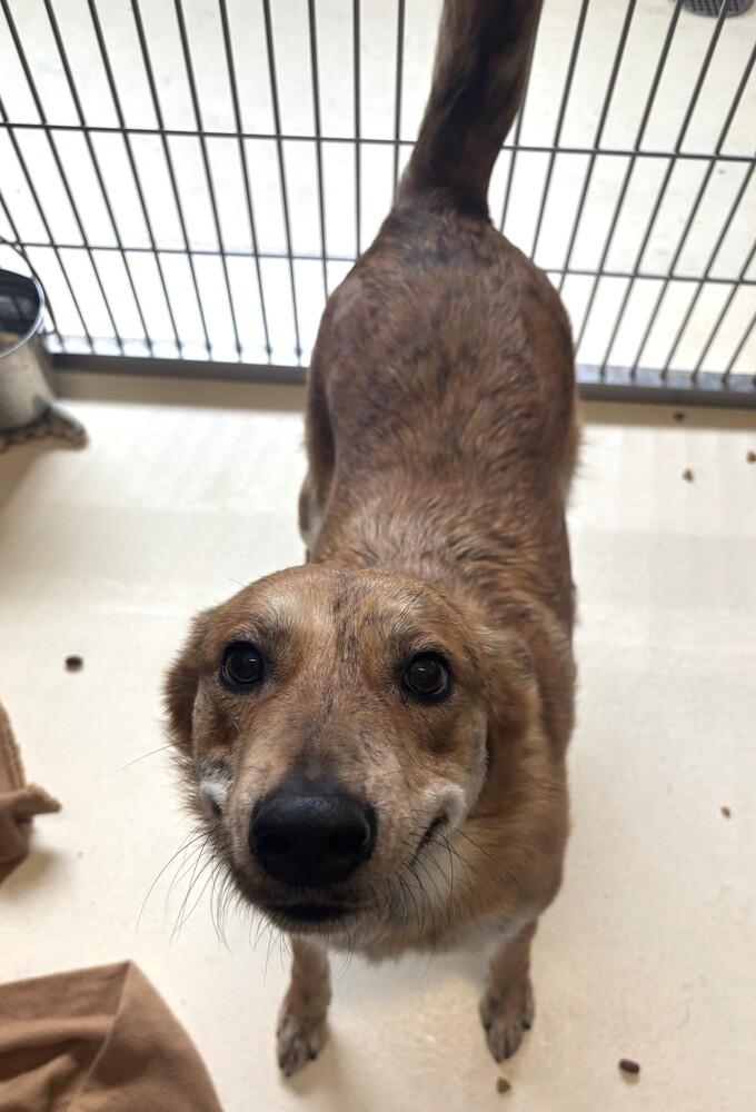 Enlarge Jobi, a Adoptable mixed breed in Kalamazoo, MI image 3/6