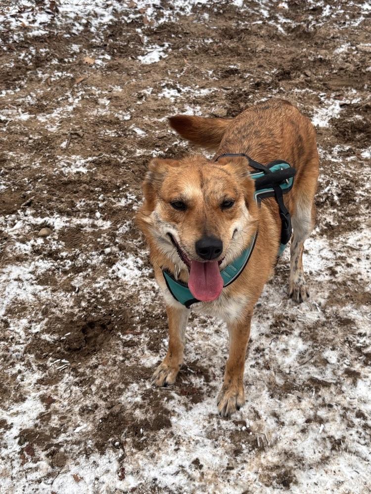 Enlarge Jobi, a Adoptable mixed breed in Kalamazoo, MI image 4/6