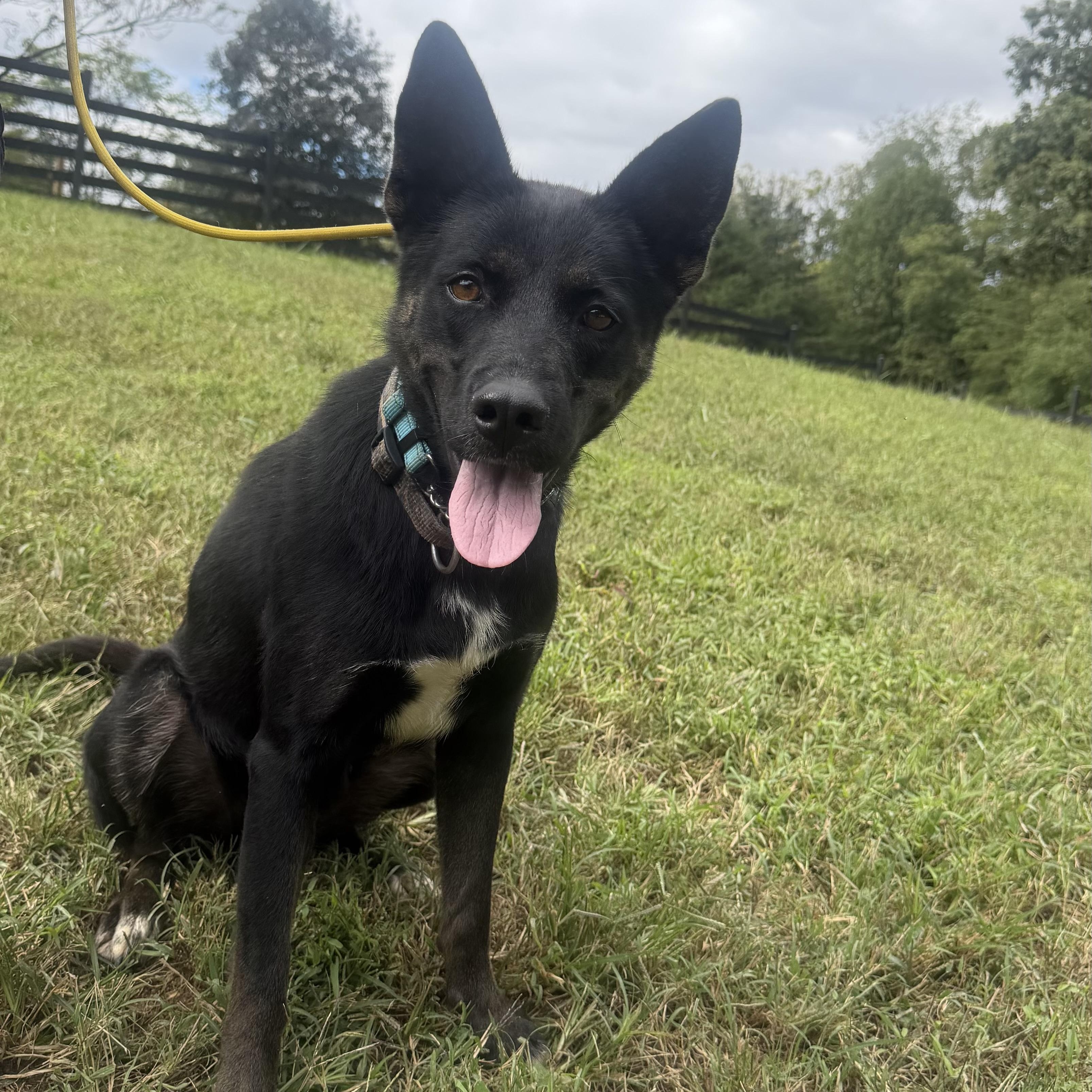 Enlarge Sera, a Adoptable mixed breed in Manassas, VA image 1/2