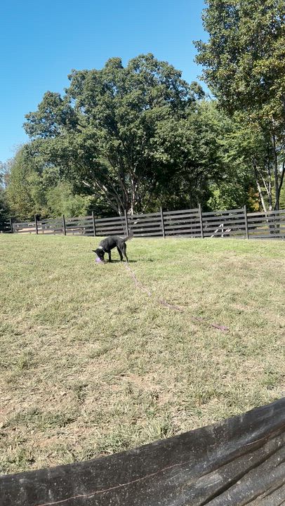 Enlarge Sera, a Adoptable mixed breed in Manassas, VA video 2/2