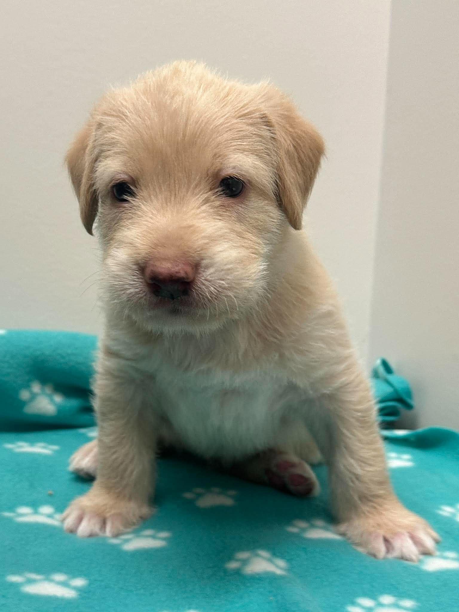 Enlarge Nelson, a Adoptable mixed breed in Mississauga, ON image 2/5