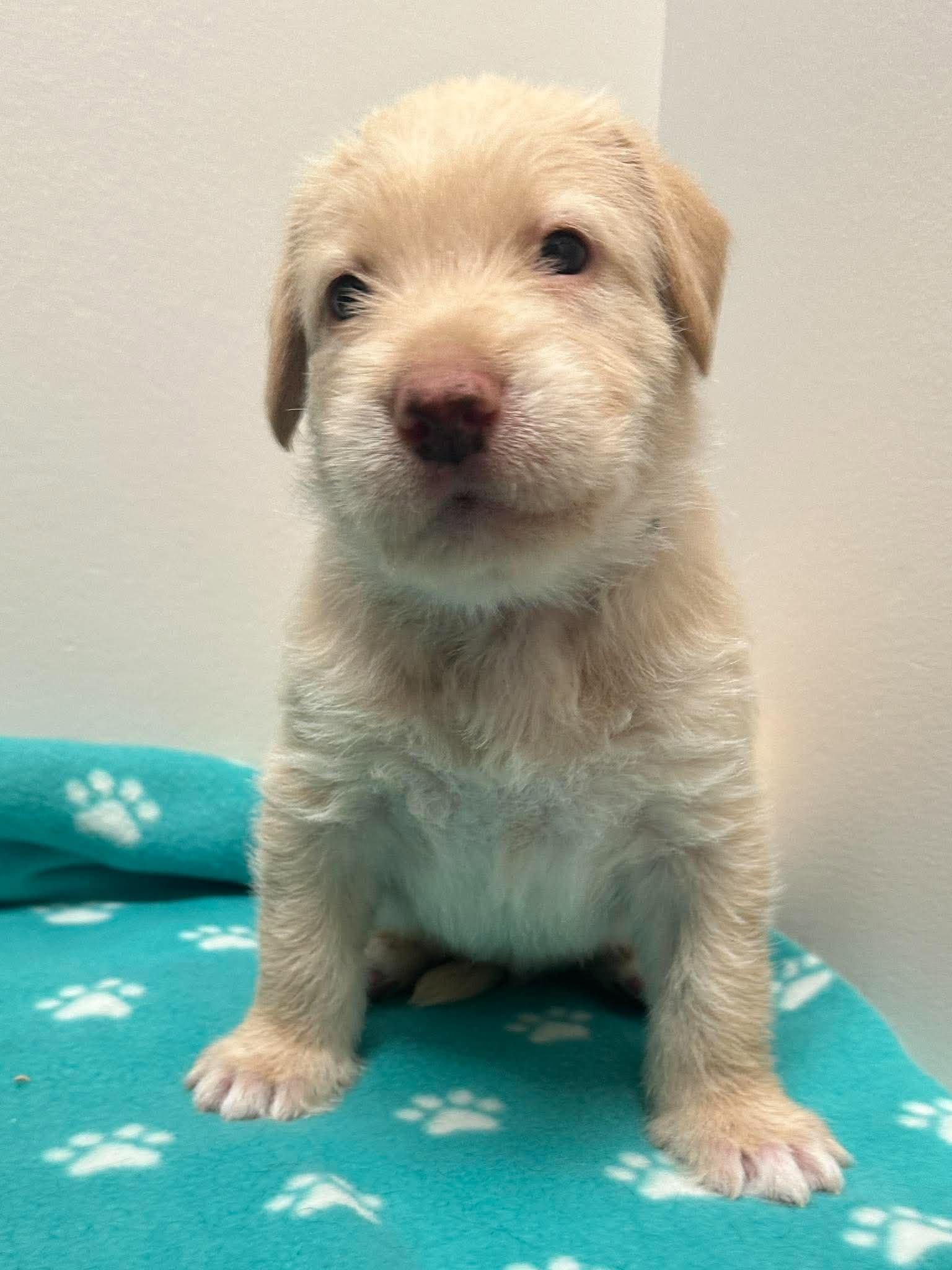 Enlarge Nelson, a Adoptable mixed breed in Mississauga, ON image 1/5