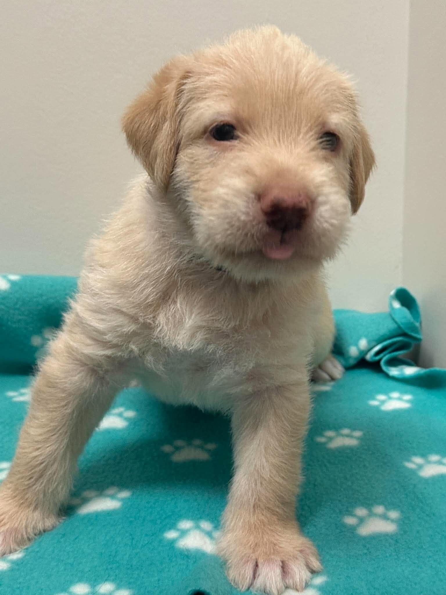 Enlarge Nelson, a Adoptable mixed breed in Mississauga, ON image 3/5