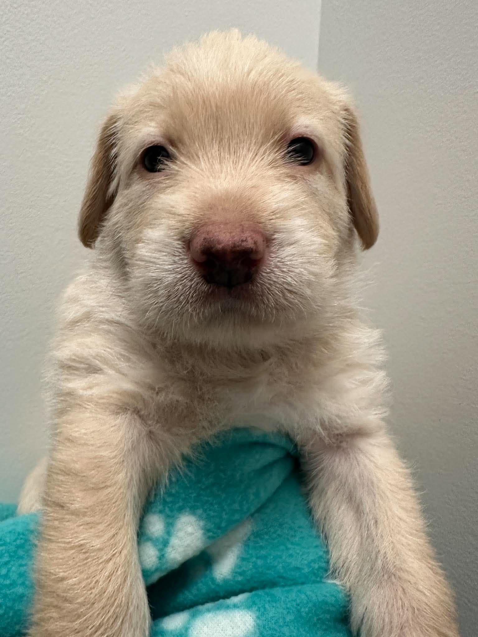 Enlarge Nelson, a Adoptable mixed breed in Mississauga, ON image 5/5