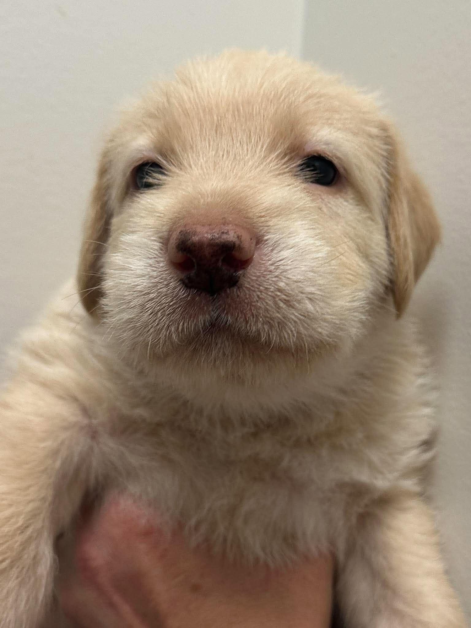 Enlarge Nelson, a Adoptable mixed breed in Mississauga, ON image 4/5