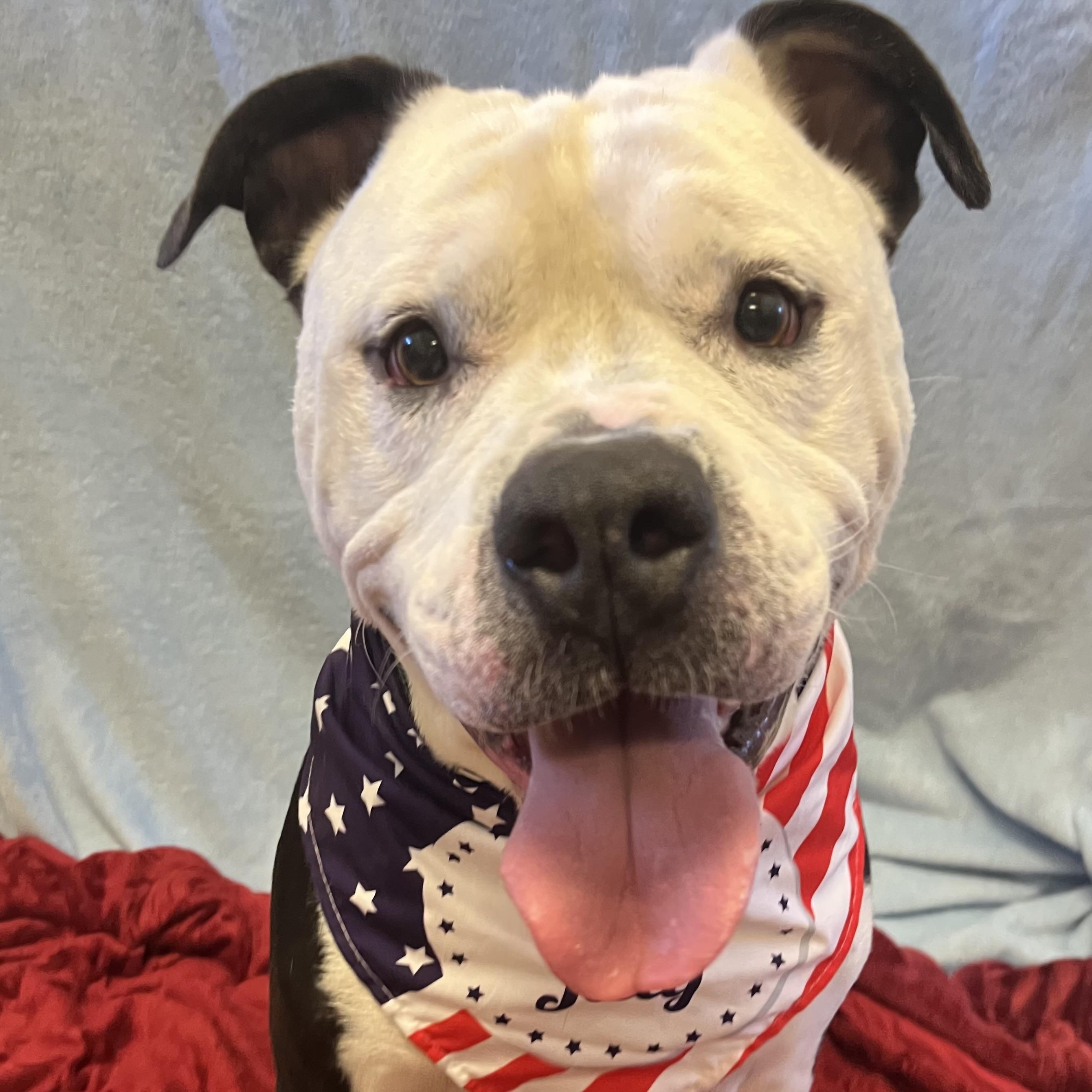 Ivan, ADOPTABLE, Adult Male American Bully.