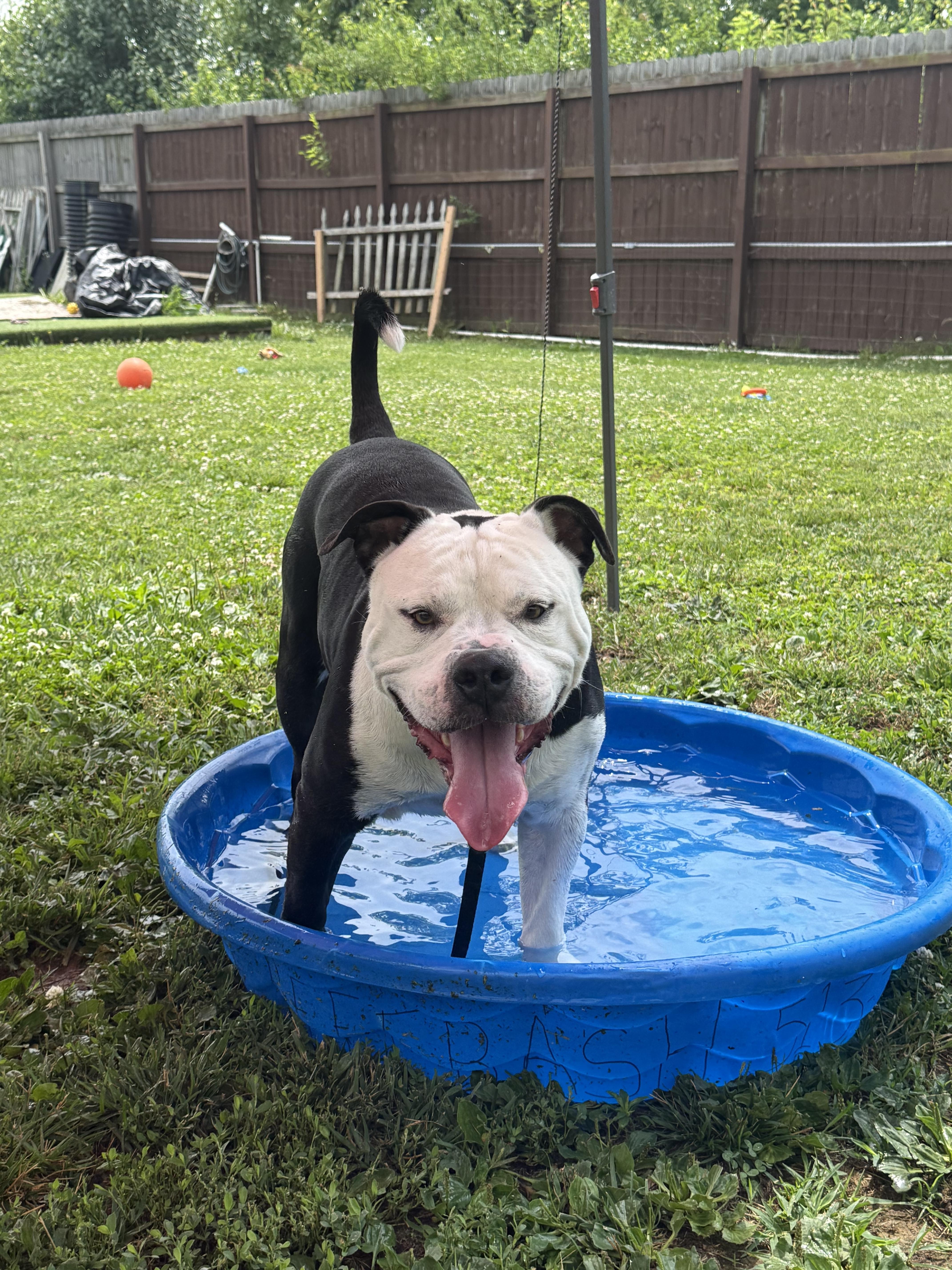 Ivan, a ADOPTABLE American Bully in Monroe, OH image 6/6