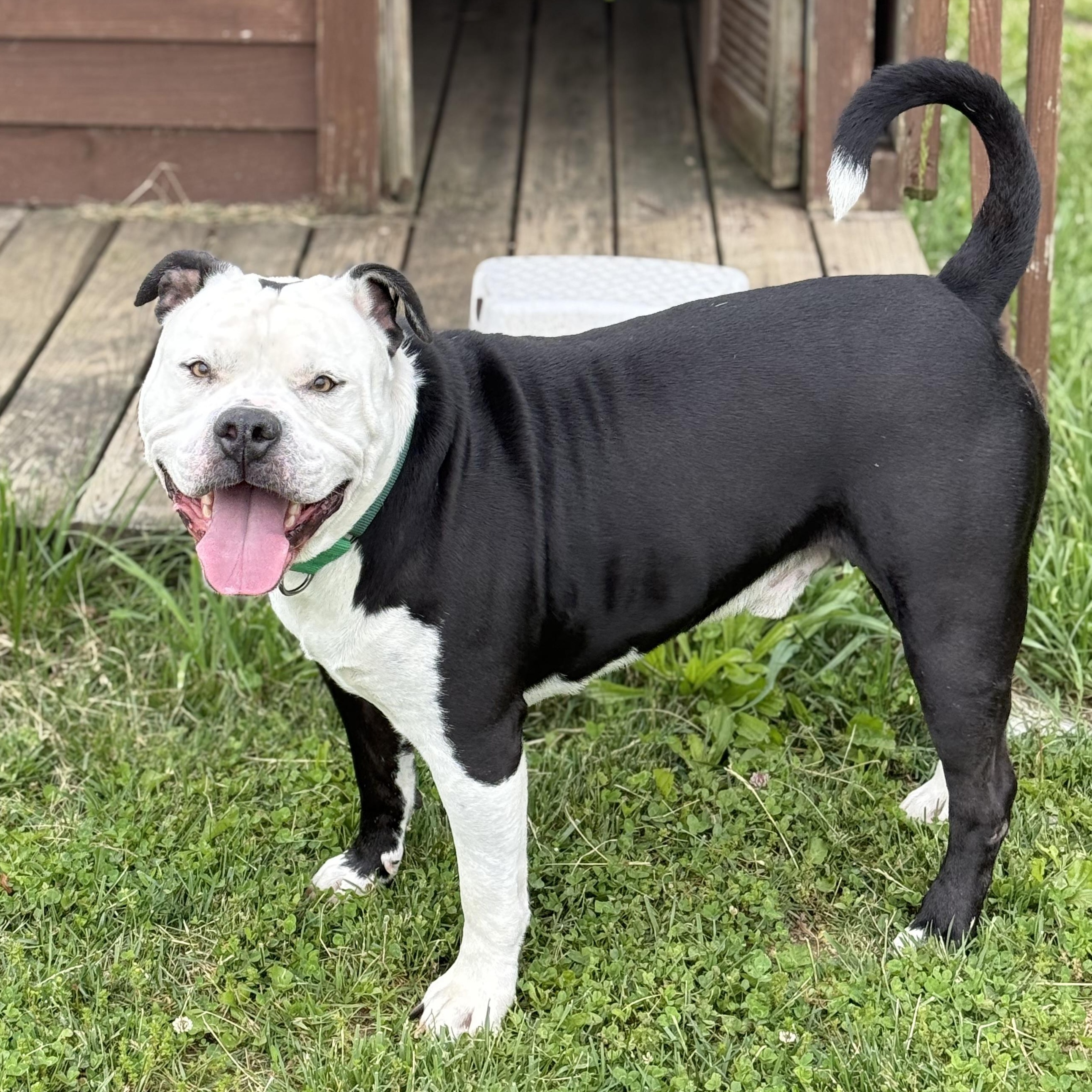 Ivan, a ADOPTABLE American Bully in Monroe, OH image 2/6