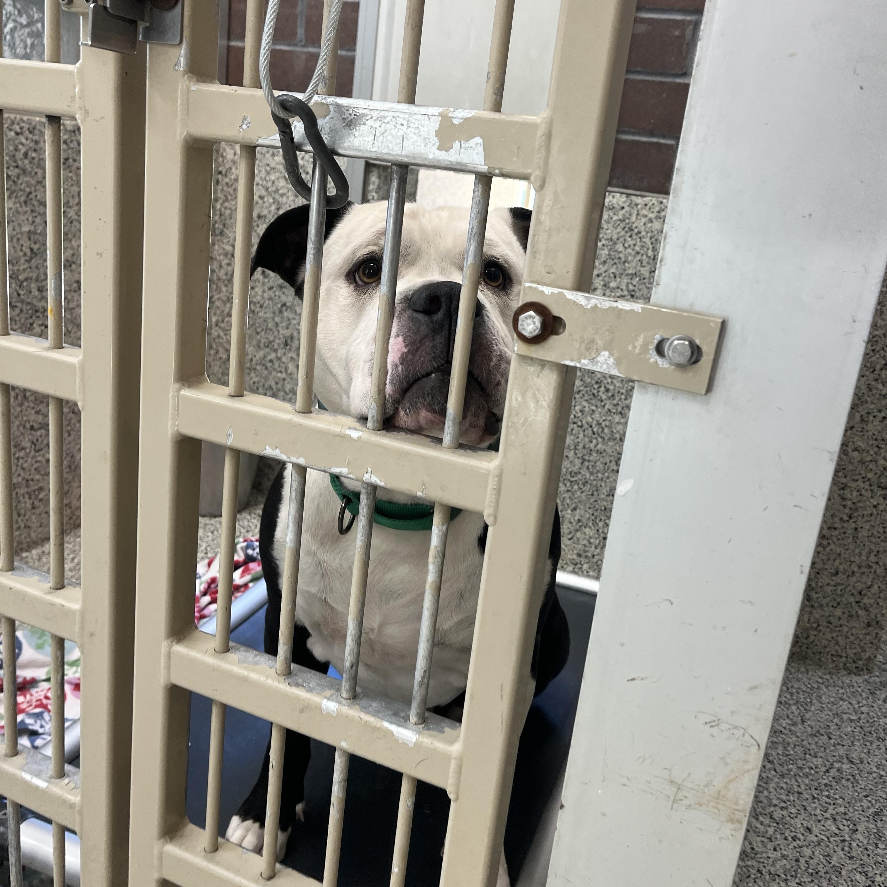 Enlarge Ivan, a ADOPTABLE American Bully in Monroe, OH image 4/6
