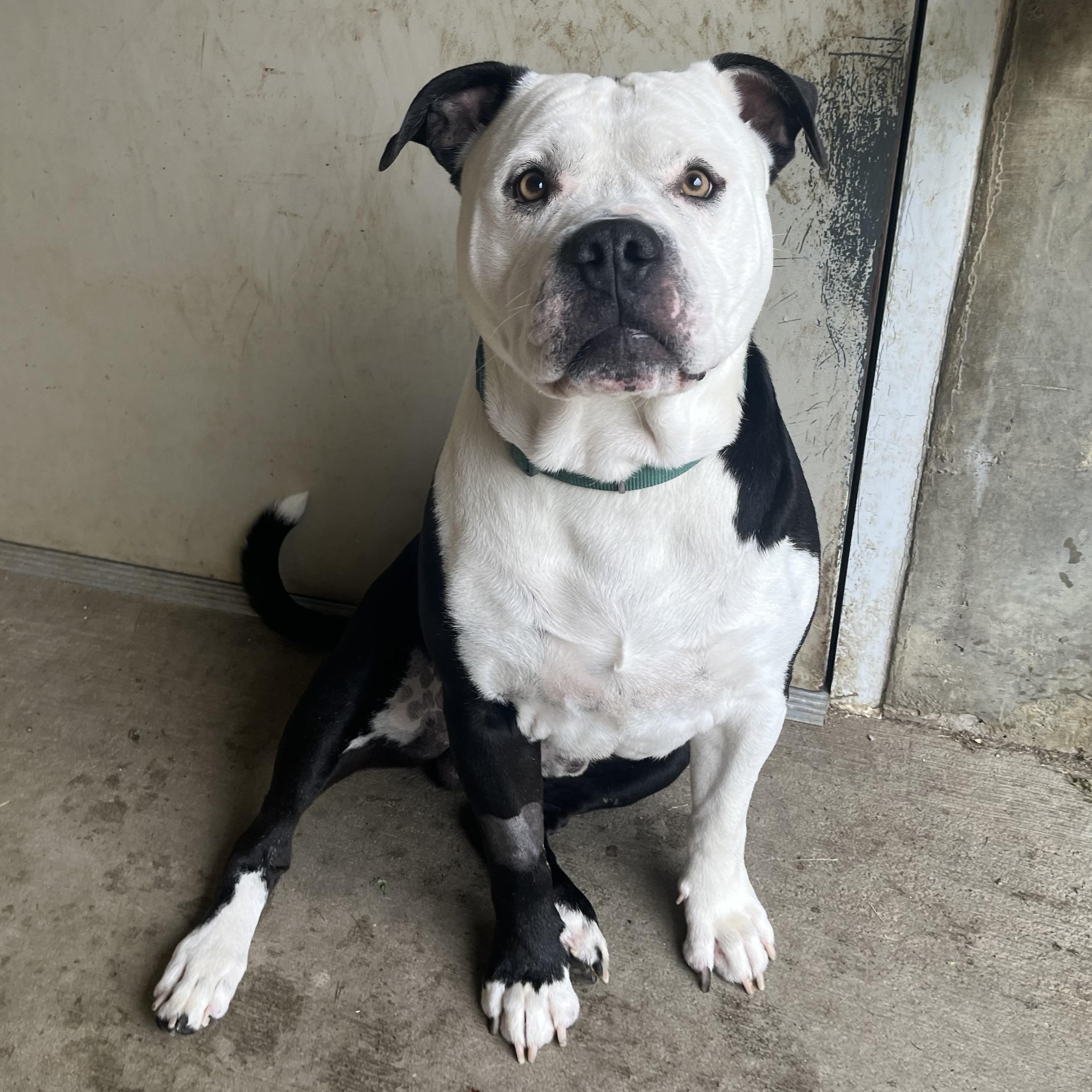 Ivan, a ADOPTABLE American Bully in Monroe, OH image 4/6