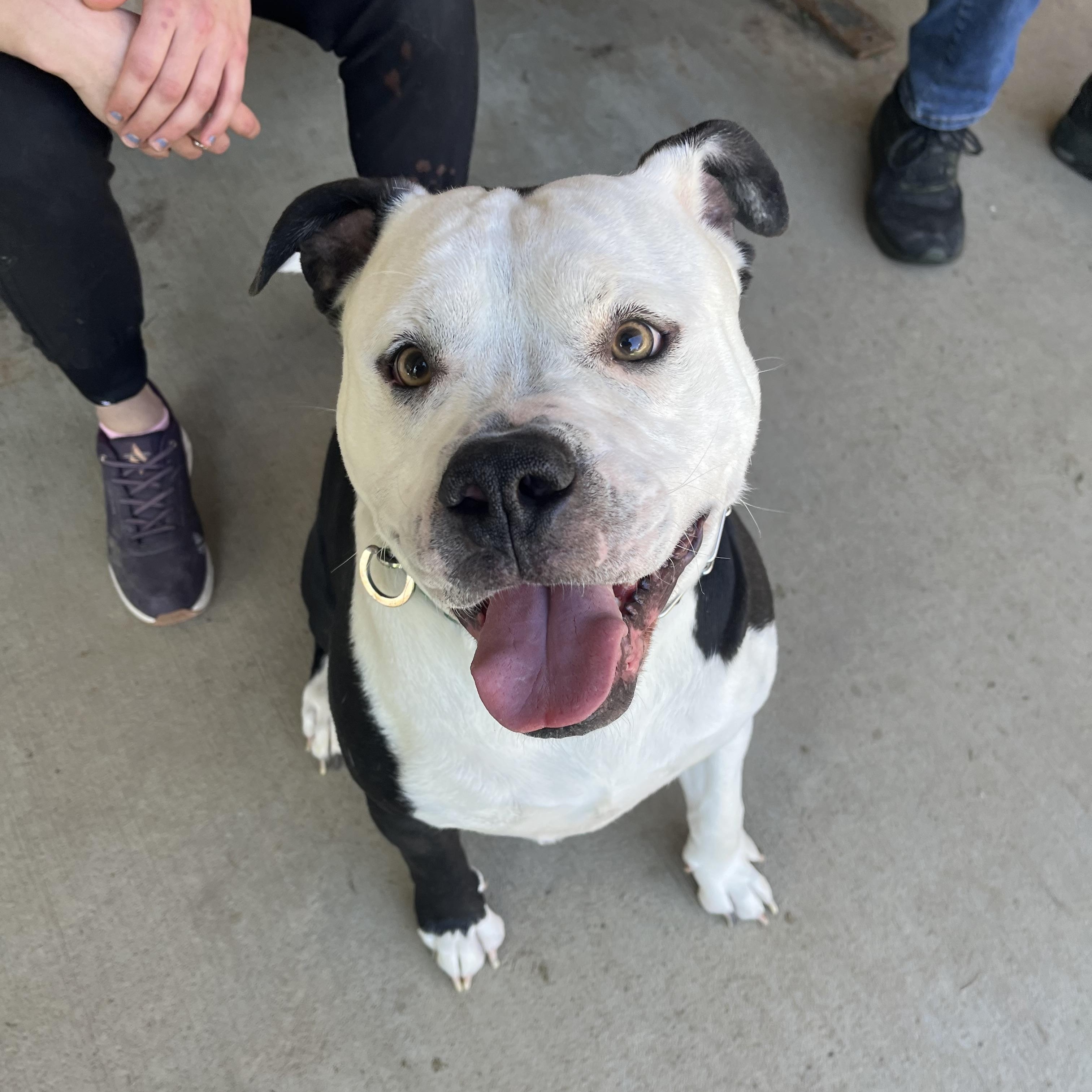 Enlarge Ivan, a ADOPTABLE American Bully in Monroe, OH image 5/6