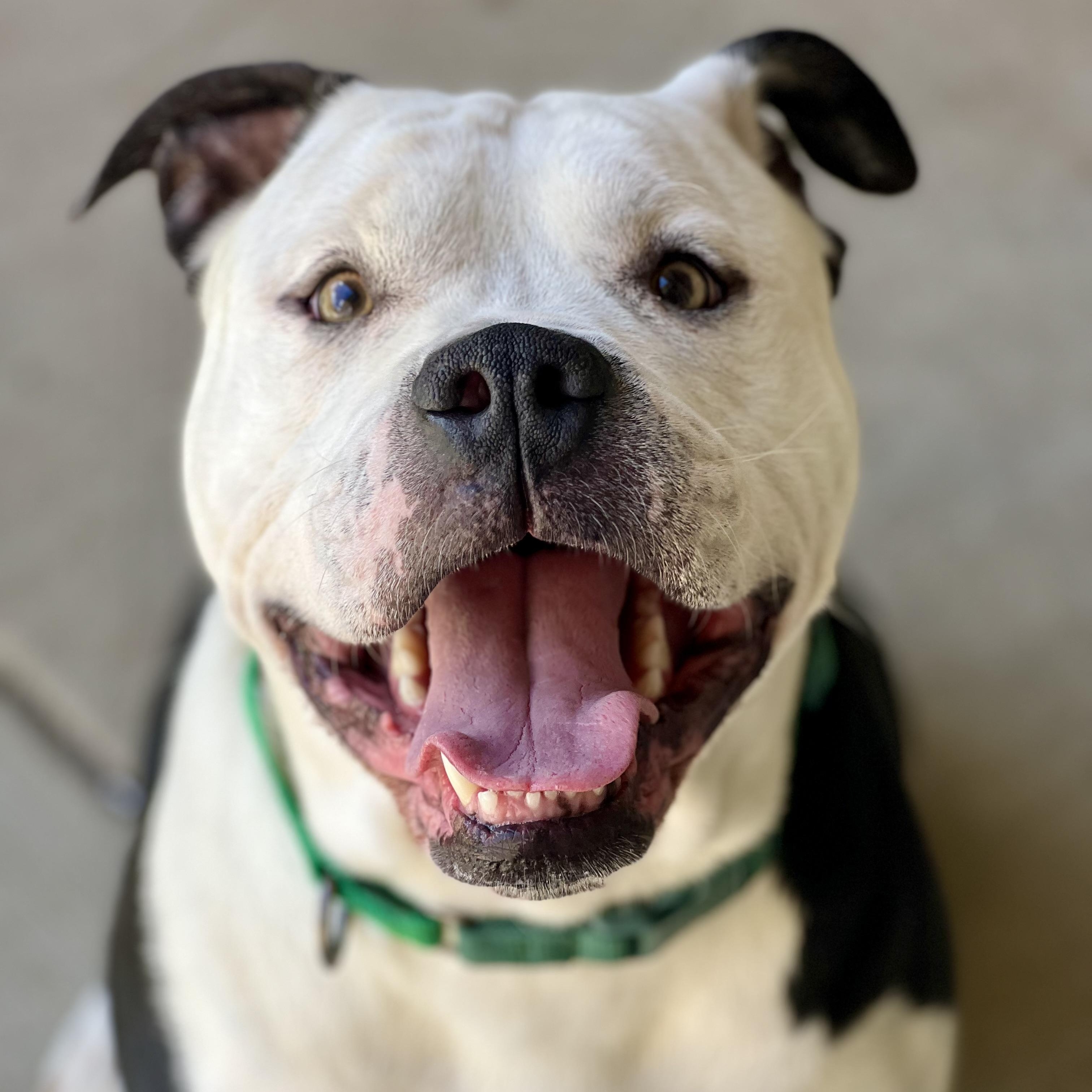 Enlarge Ivan, a ADOPTABLE American Bully in Monroe, OH image 2/6