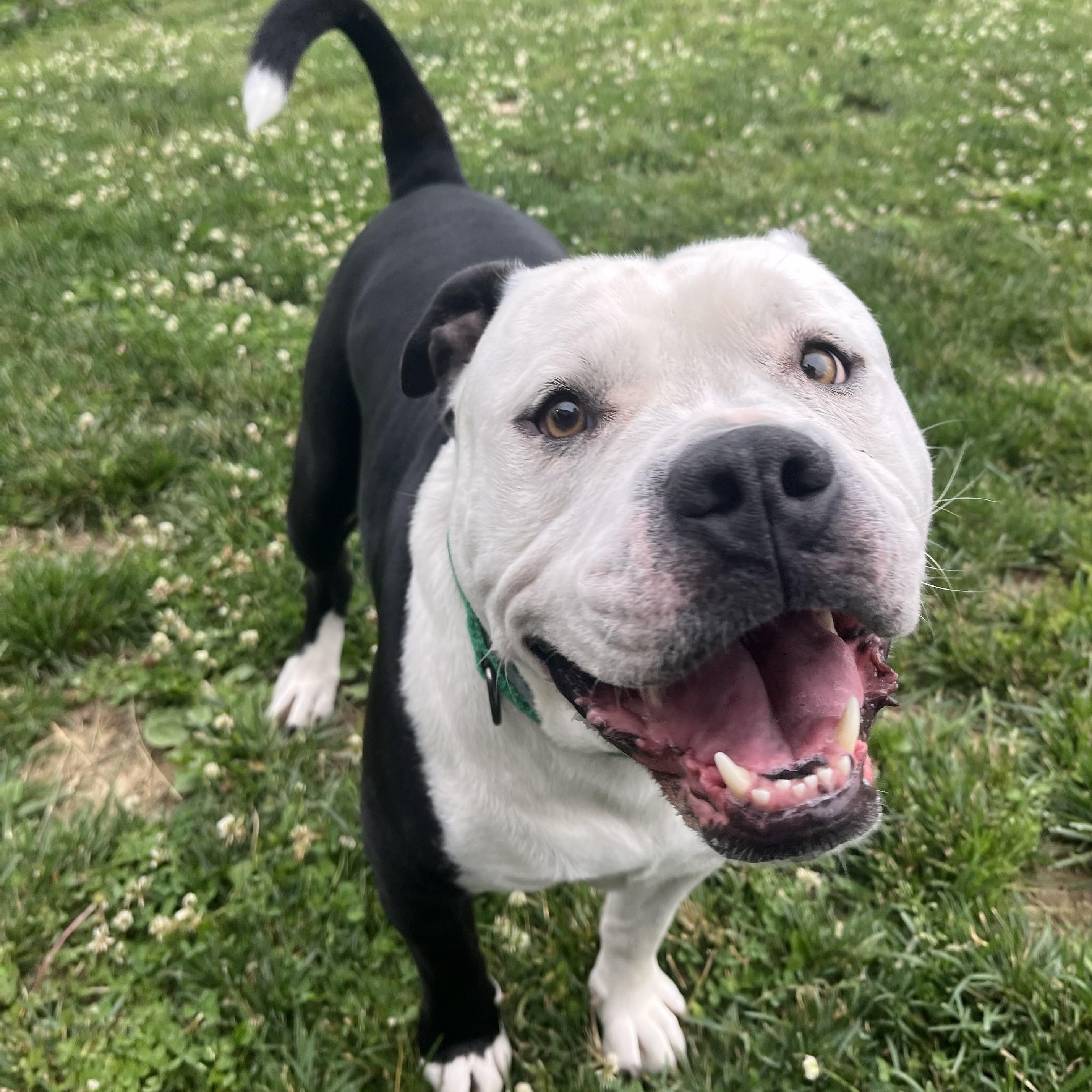 Ivan, ADOPTABLE, Adult Male American Bully.