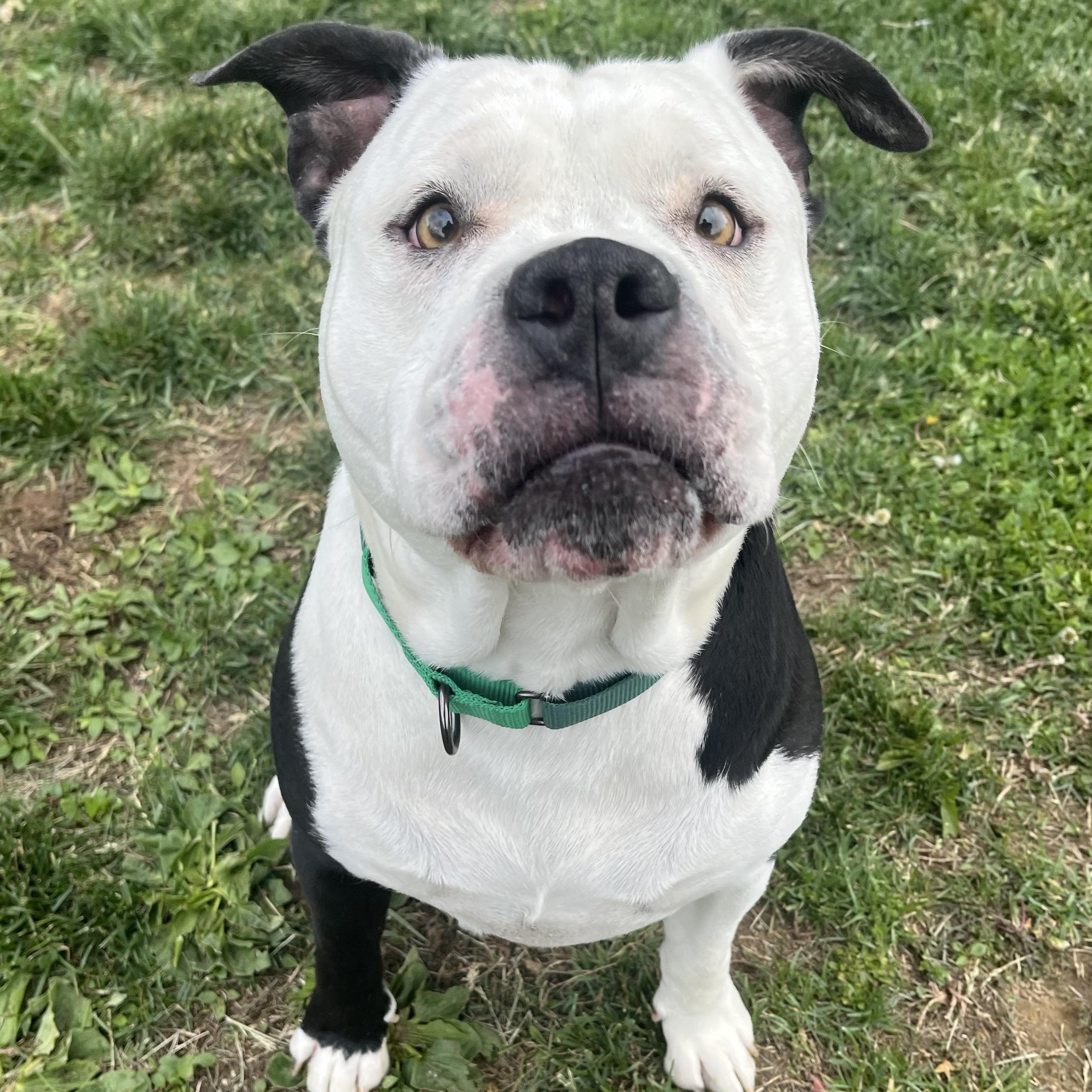Enlarge Ivan, a ADOPTABLE American Bully in Monroe, OH image 3/6