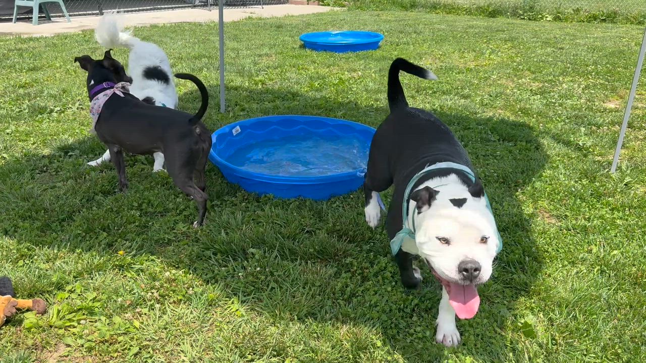 Enlarge Ivan, a ADOPTABLE American Bully in Monroe, OH video 3/6