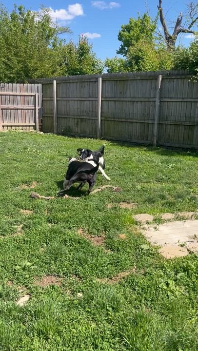Enlarge Ivan, a ADOPTABLE American Bully in Monroe, OH video 6/6