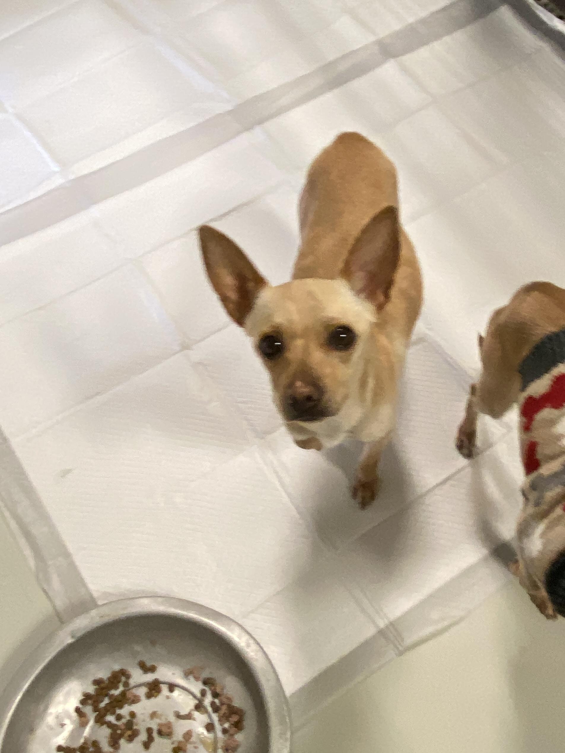 Enlarge Sassy, an adopted Chihuahua in Hartford, KY image 4/4