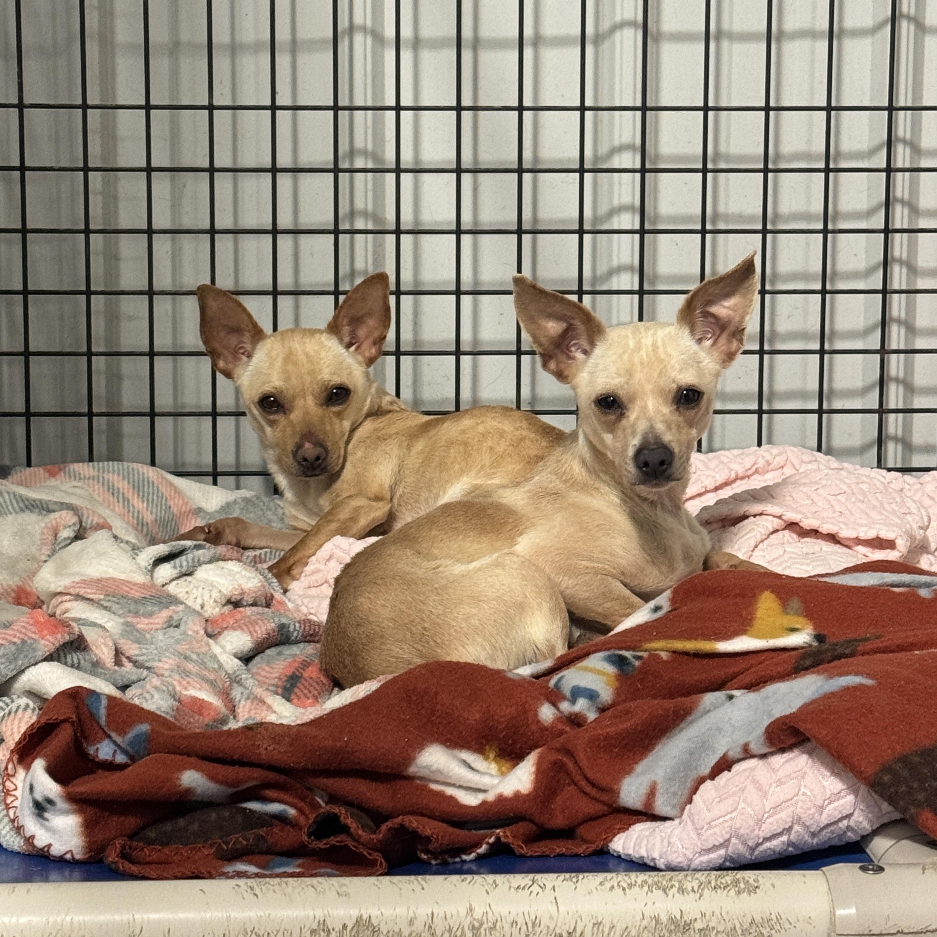 Enlarge Sassy, an adopted Chihuahua in Hartford, KY image 2/4