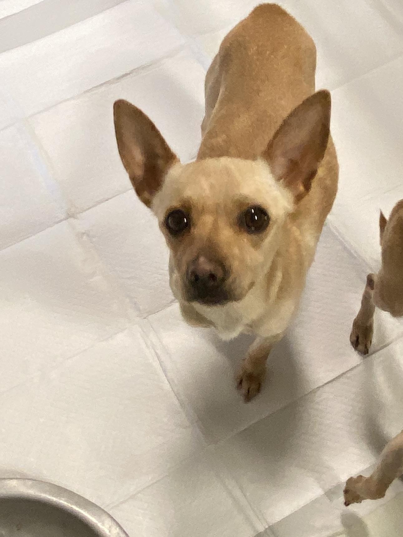 Sassy, adopted, Adult Female Chihuahua.