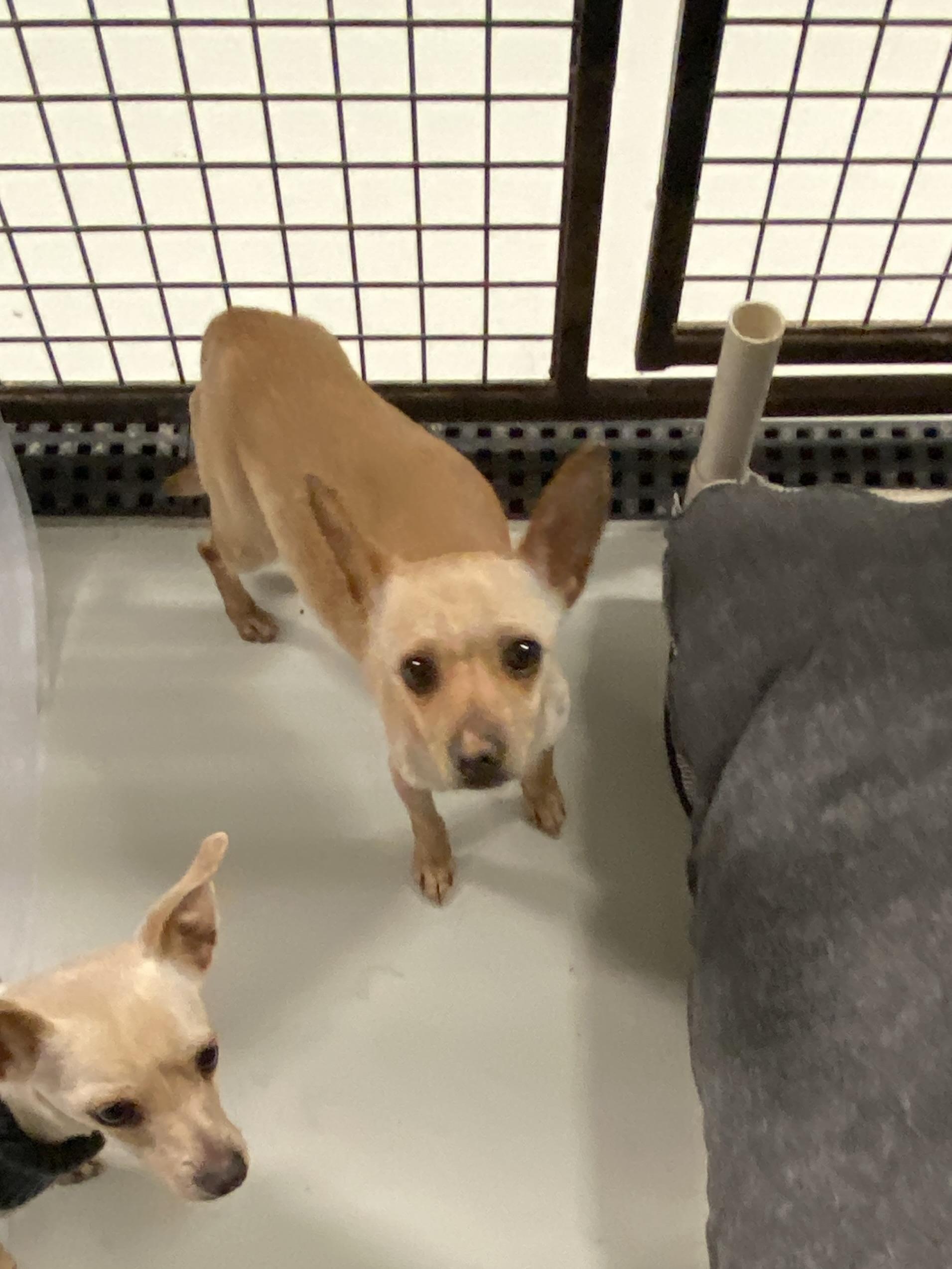 Enlarge Sassy, an adopted Chihuahua in Hartford, KY image 3/4