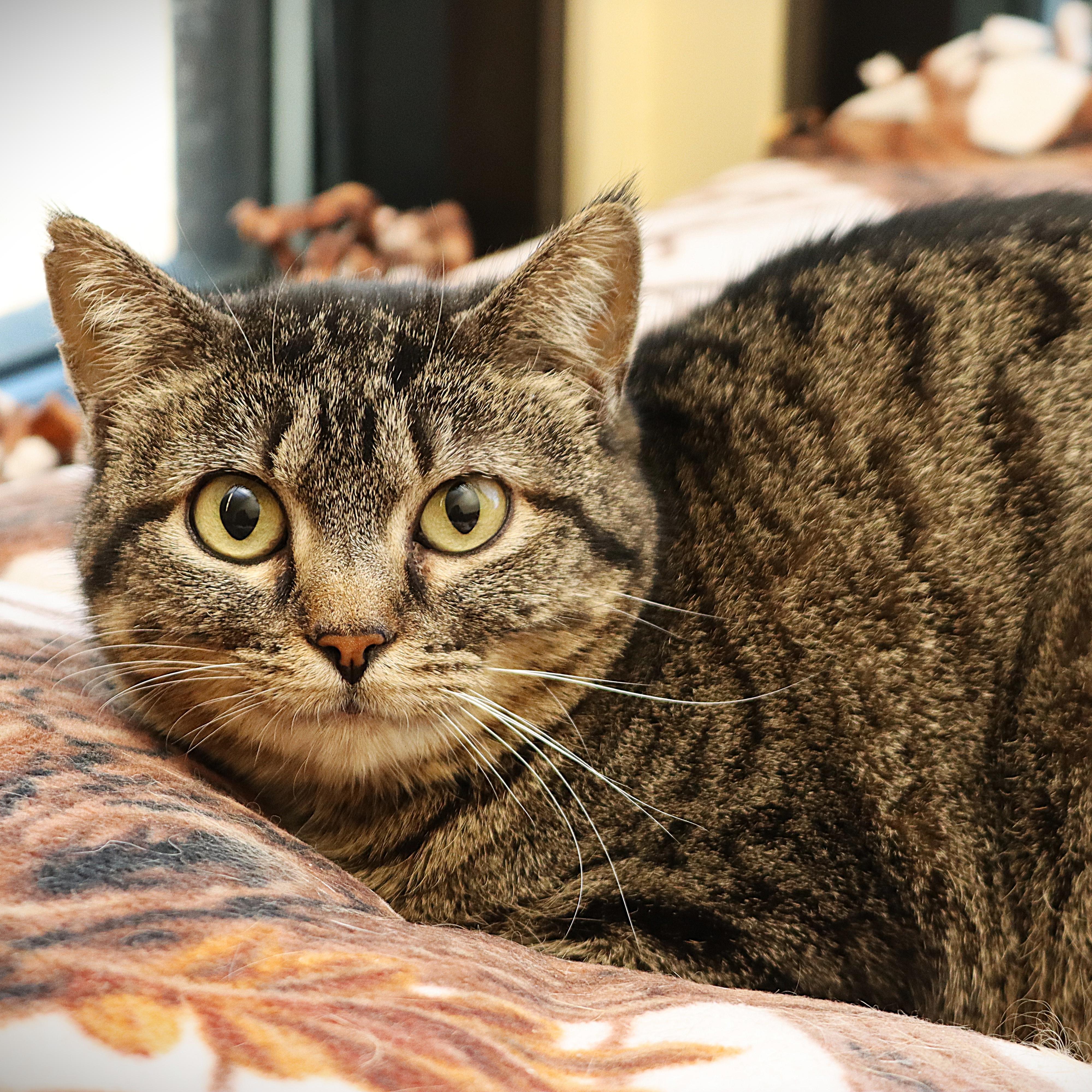 Enlarge Orla, a ADOPTABLE Domestic Short Hair in Rochester, MN image 1/2