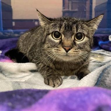 Orla, ADOPTABLE, Adult Female Domestic Short Hair.