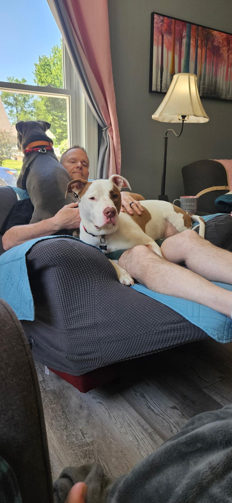 Reggie, Adoptable, Senior Male Pit Bull Terrier & American Staffordshire Terrier.