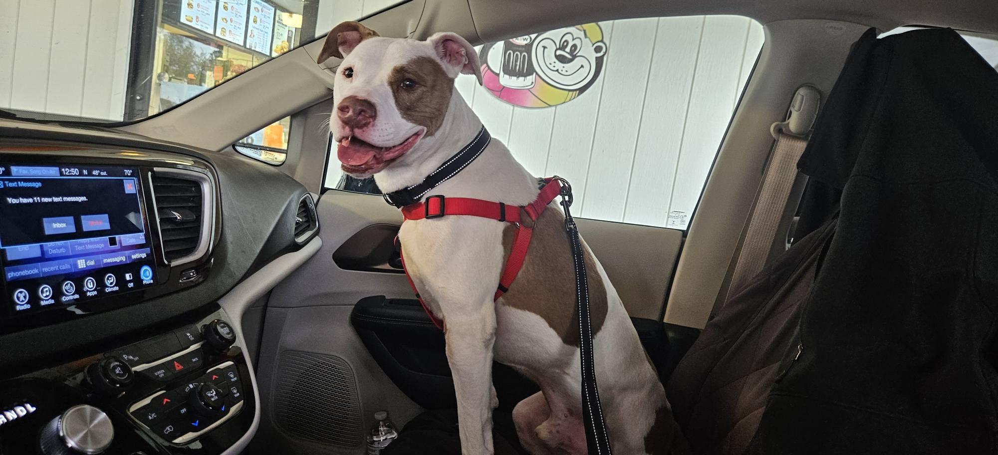 Reggie, Adoptable, Senior Male Pit Bull Terrier & American Staffordshire Terrier.