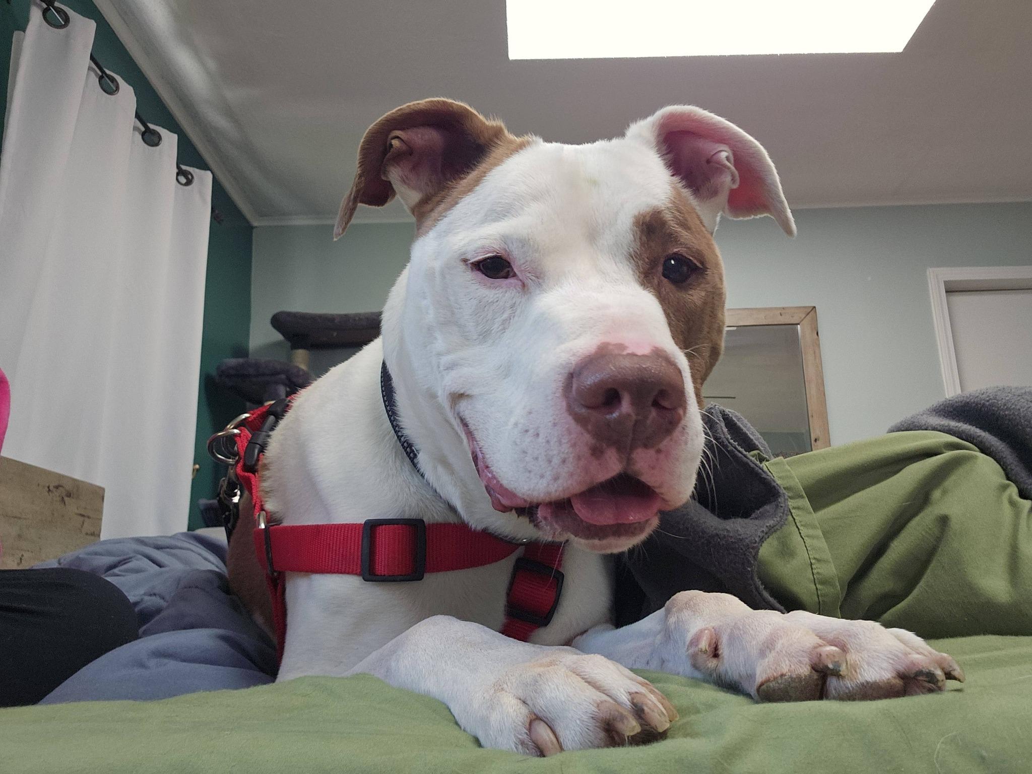 Reggie, a Adoptable mixed breed in Troy, MI image 4/6