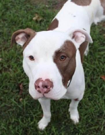 Reggie, a Adoptable mixed breed in Troy, MI image 2/6