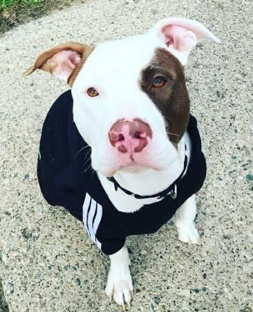 Reggie, a Adoptable mixed breed in Troy, MI image 3/6