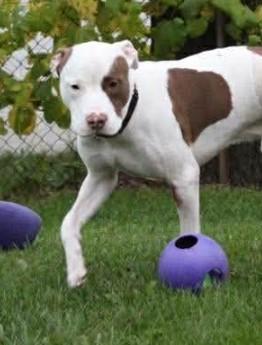 Reggie, a Adoptable mixed breed in Troy, MI image 4/6