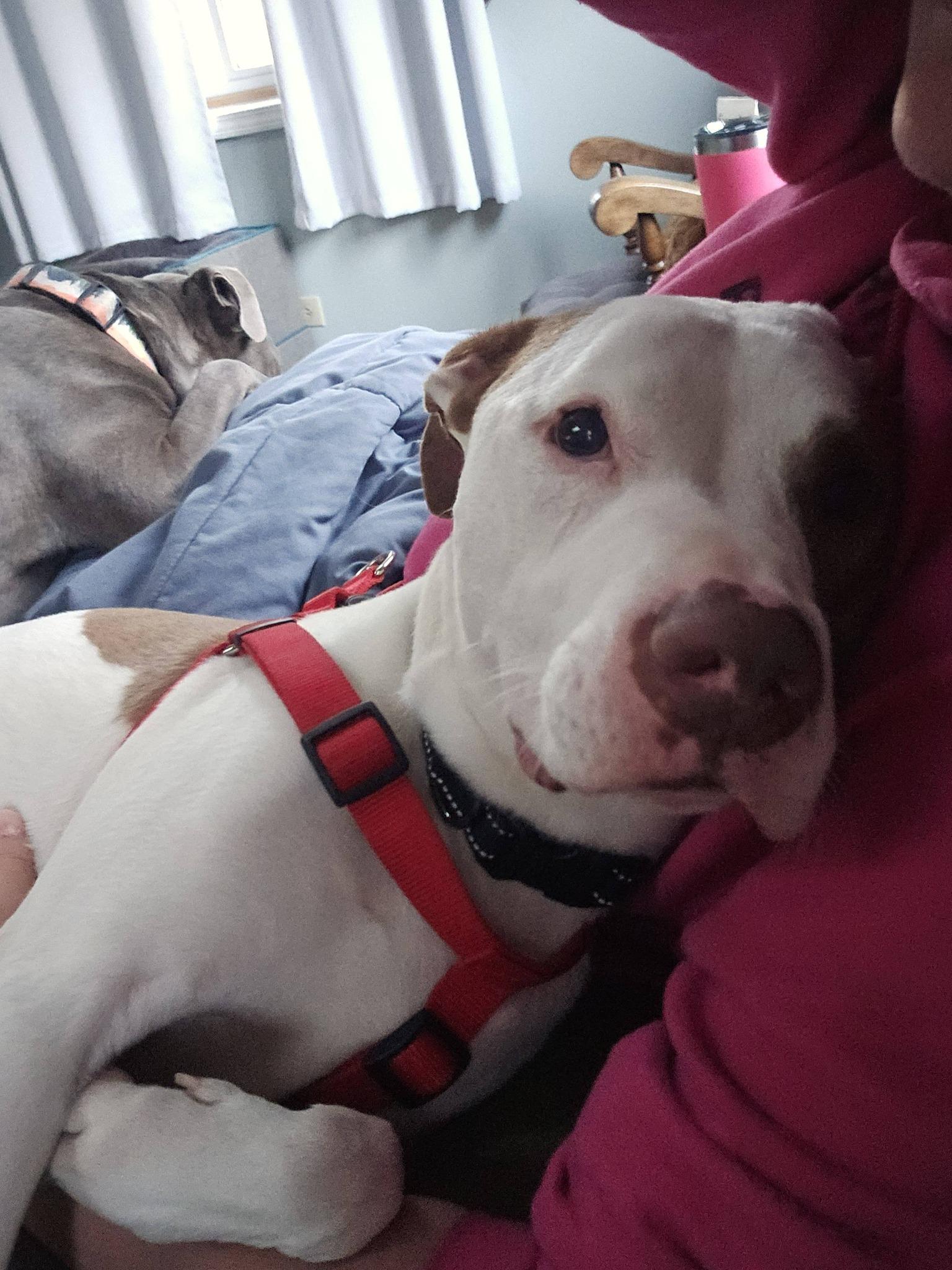 Reggie, a Adoptable mixed breed in Troy, MI image 5/6