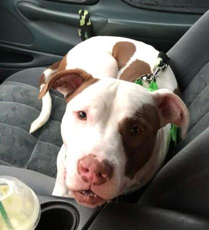 Reggie, a Adoptable mixed breed in Troy, MI image 6/6