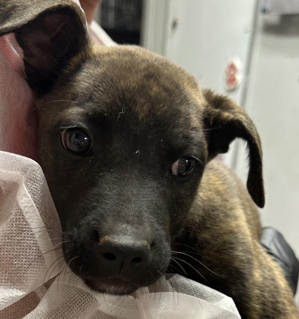 Sprinkles, Adoptable, Young Female Labrador Retriever.