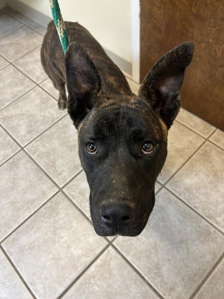 Enlarge Sprinkles, a Adoptable mixed breed in Cleveland, TN image 2/3