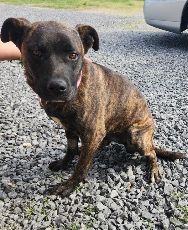 Enlarge Sprinkles, a Adoptable mixed breed in Cleveland, TN image 3/3