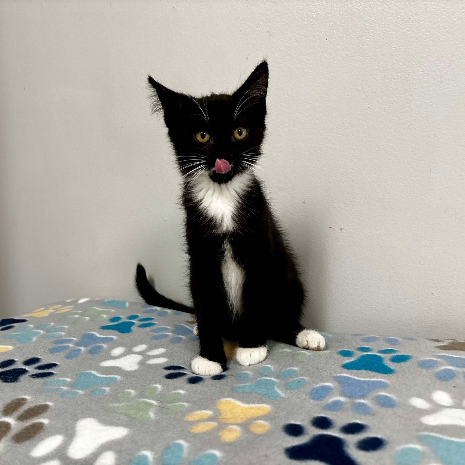 Cat for adoption Fry, a Domestic Short Hair & American Shorthair Mix