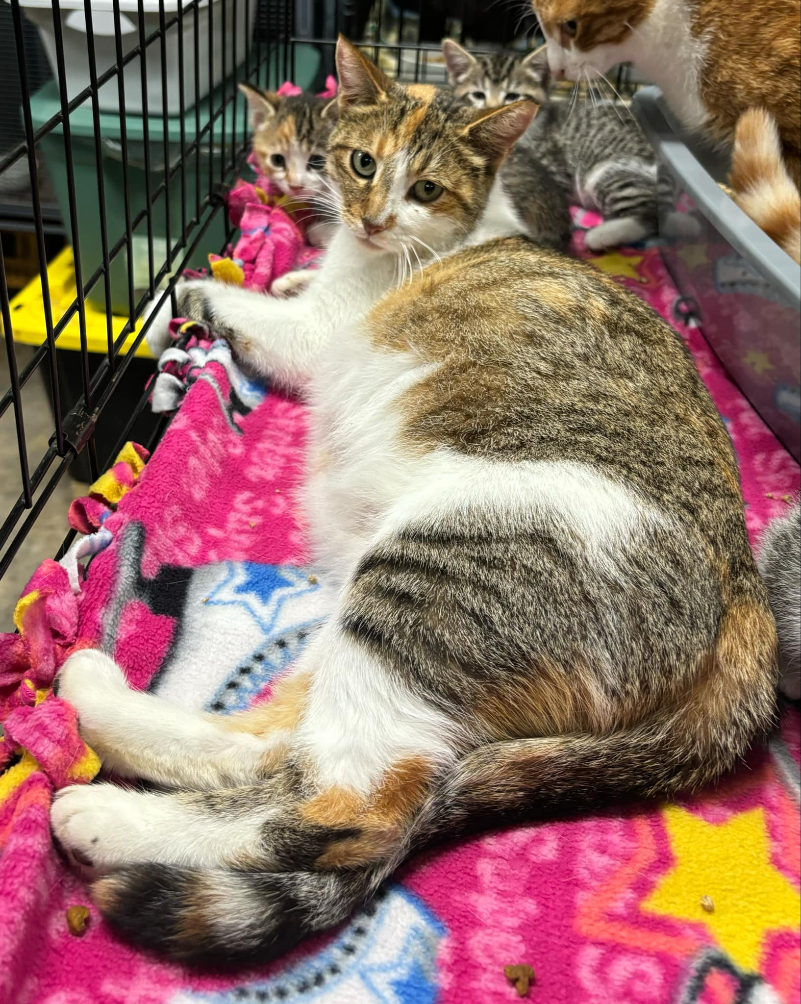 COTTON CANDY, a Adoptable Domestic Short Hair in Tillsonburg, ON image 2/2