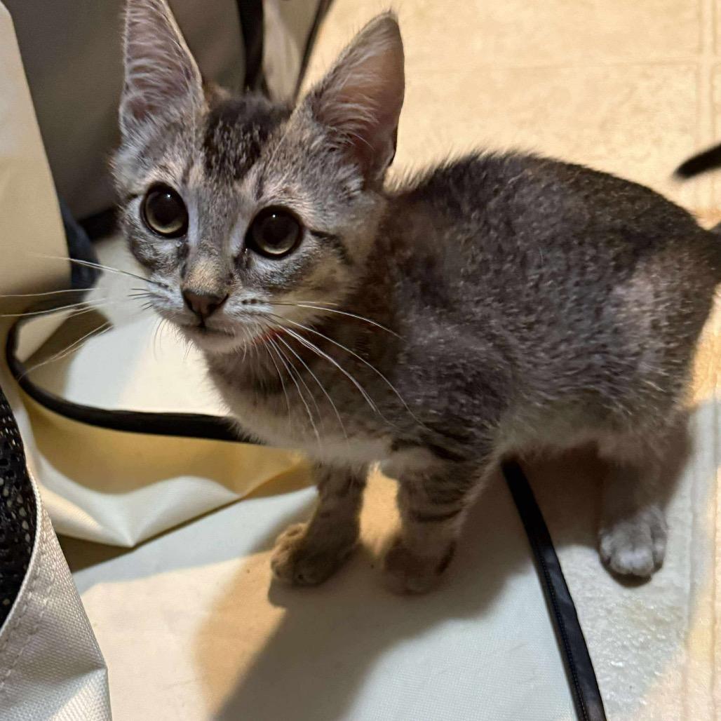 Scarlett, Adoptable, Young Female Domestic Short Hair.