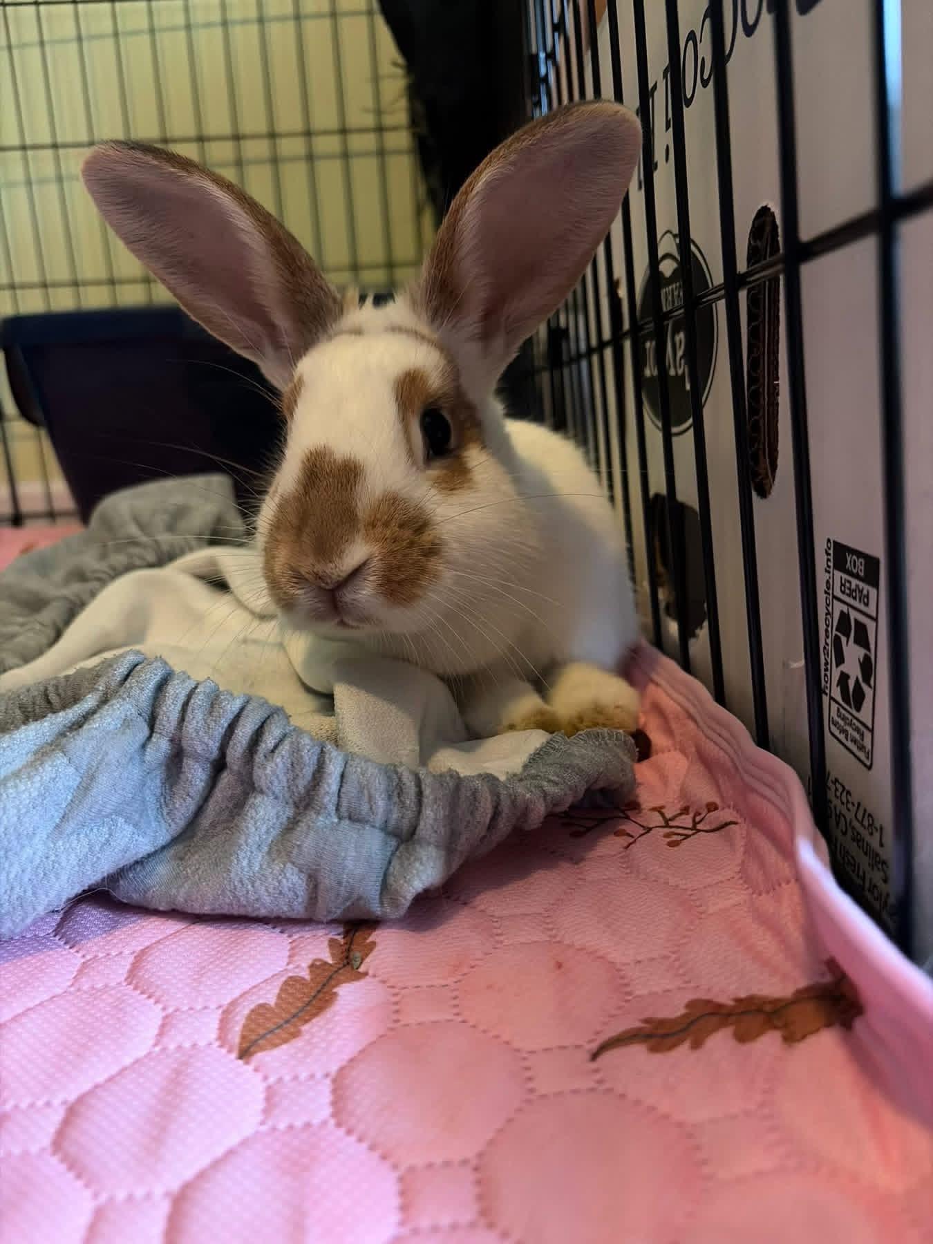 Nilla Wafer , ADOPTABLE, Adult Female New Zealand.