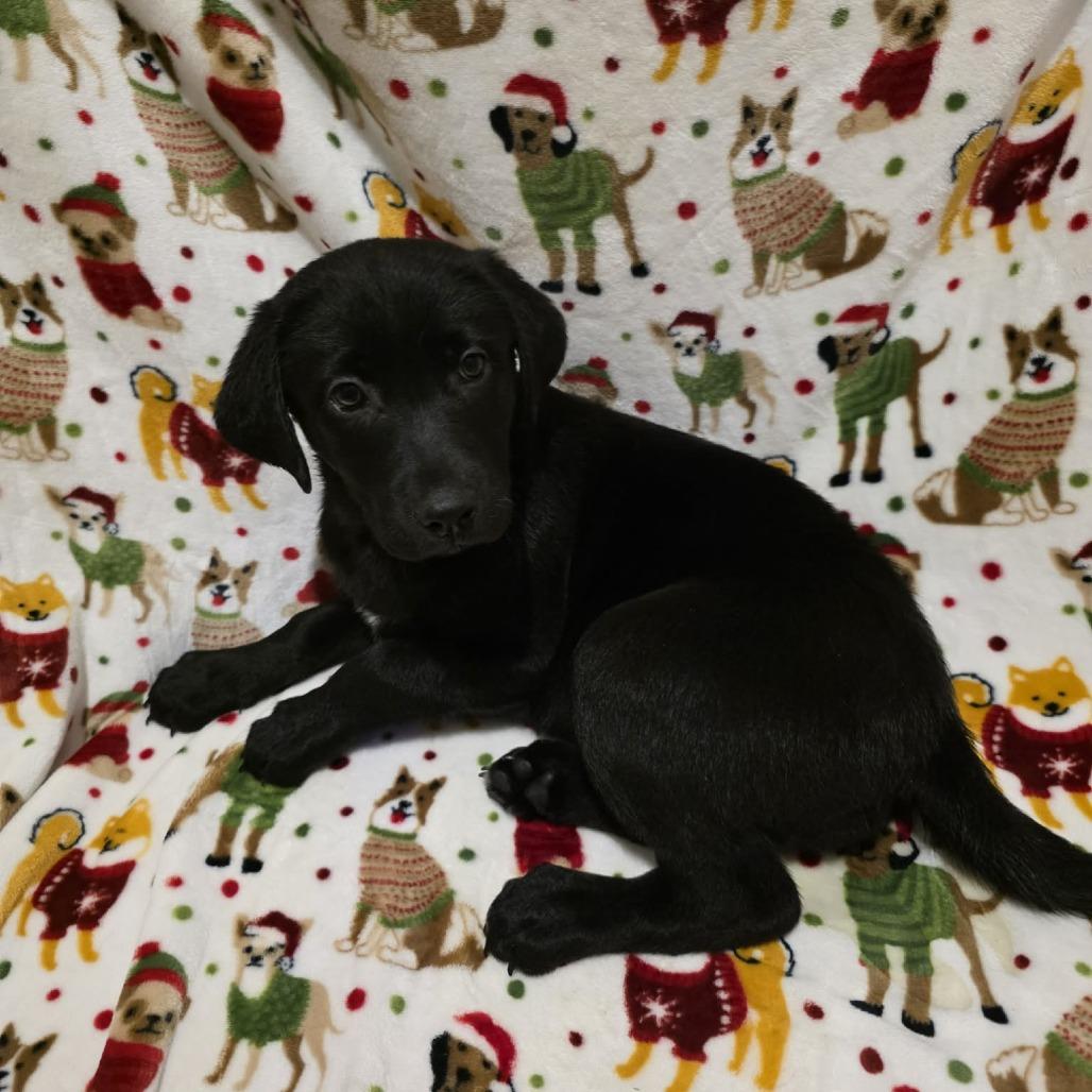 Bailey, Adoptable, Puppy Female Black Labrador Retriever.
