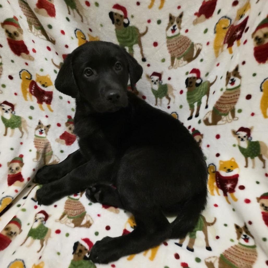 Enlarge Bailey, a Adoptable Black Labrador Retriever in Baldwin, WI image 2/4