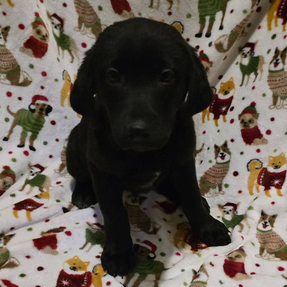 Enlarge Bailey, a Adoptable Black Labrador Retriever in Baldwin, WI image 3/4