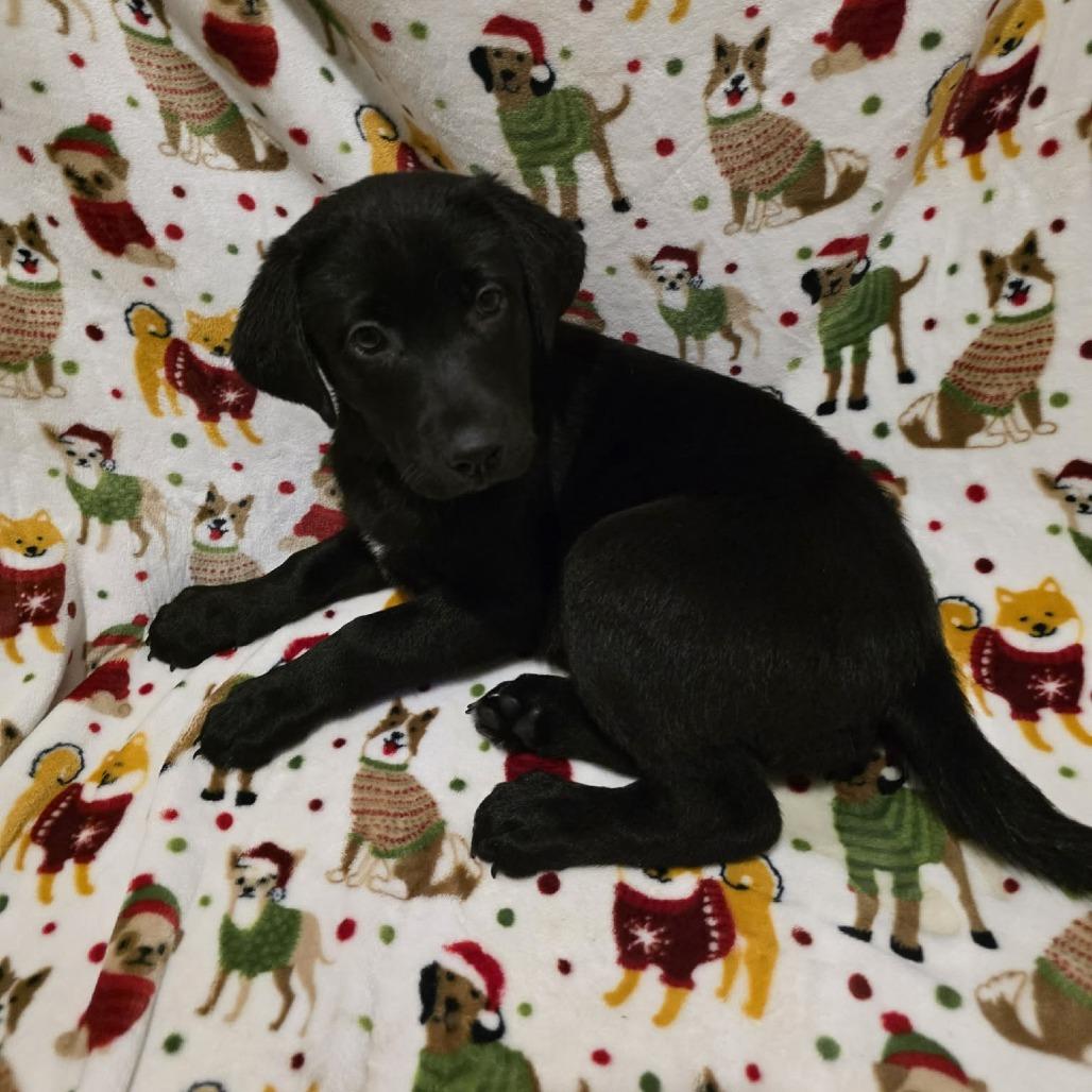 Enlarge Bailey, a Adoptable Black Labrador Retriever in Baldwin, WI image 4/4